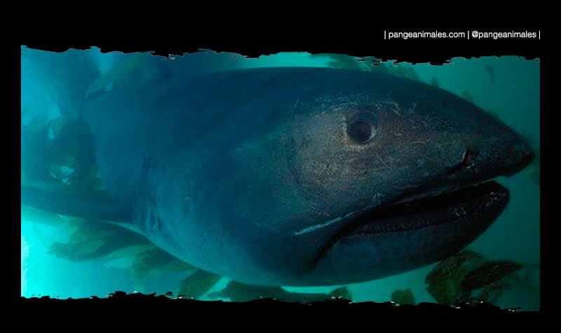 alimentación reproducción y curiosidades del tiburón de bocagrande