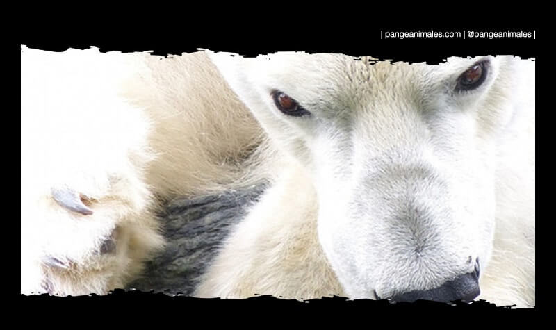 características que son e información sobre los osos polares